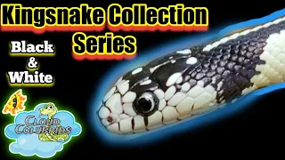 My Kingsnake Collection Series