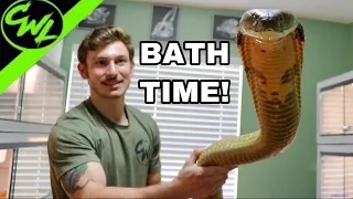 BATHING KING COBRA & RATTLESNAKE!!!