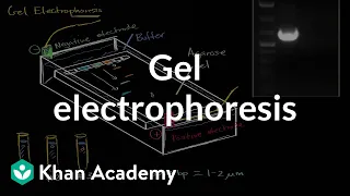 Gel electrophoresis | Biomolecules | MCAT | Khan Academy