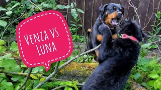 The conflict between the panther Luna and rottweiler Venza 😈🐆