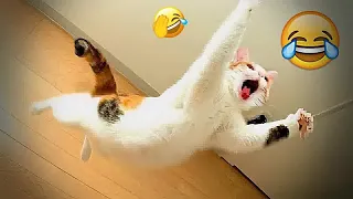 🐕🐱 Funniest Cats and Dogs Videos 🙀😘 Funny Animal Moments # 17