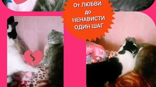 Кот/Коты/От ЛЮБВИ ДО НЕНАВИСТИ ОДИН ШАГ.