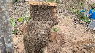 CAPTURA de abelhas Apis🐝