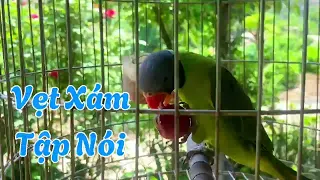 Vẹt xám tập nhại tiếng gọi chó