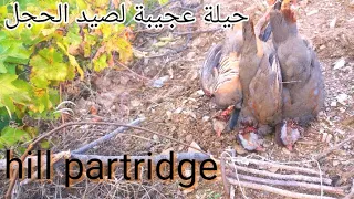 صيد الحجل بطريقة تقليدية رهيبة A wonderful trick to catch the hill   partridge