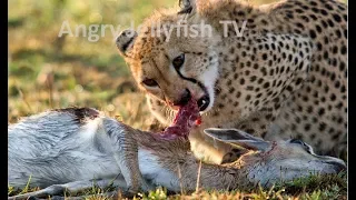 #23 UNCENSORED 18+ eaten ALIVE - Cheetahs eating baby gazelle brutally- Screaming live feeding
