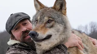 ВОЛК ПРЕДАННЕЕ СОБАКИ! Самый ручной и ласковый волк в МИРЕ!Помощь Животным