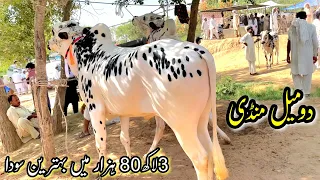 Today Domail Mandi Fateh Jang | Fateh Jang Bulls for Qurbani Eid 2024 | Livestock Cow Cattle goat