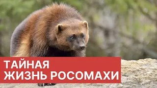 Фильм о скрытном, хищном и бесстрашном звере  росомахе.