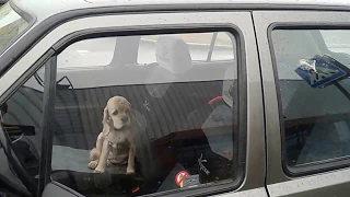 Необычный пассажир / Funny dog and VW Golf