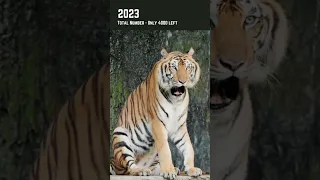 Tiger Then and now