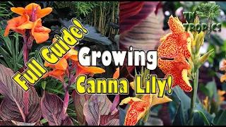 Growing Canna Lily - Full Guide!