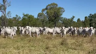 Cattle For Sale: 144 Grey Brahman Heifers PTIC to Angus Bulls | Qld Rural