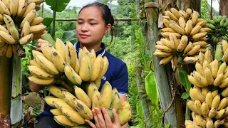 FULL VIDEO: 120 Days Harvest Banana, Litchi Fruit, Melon, Plum go market sell | Cooking, Gardening