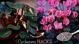 A Comprehensive Guide On Cyclamen Plant Care! (6-TRICKS*)