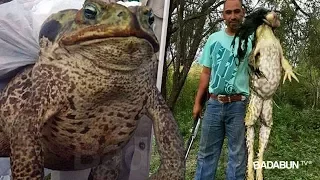 Capturan a un sapo gigante que es más grande que un perro. No creerás que comía