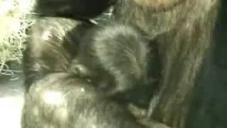 Bonobo Baby First View Mother Infant Greeting