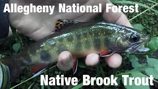 Allegheny National Forest Native Brook Trout - Wooly Bugged