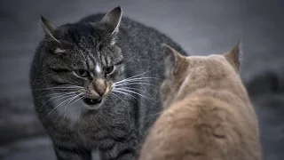 Драки котов (Cat's Fighting)