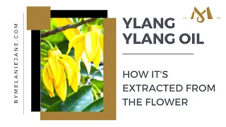 Eco-Friendly Ylang-Ylang Oil Extraction: the Secret of Luxurious Perfumes