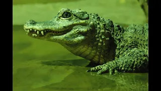 Зелёный крокодил.#виа #настроение #крокодилы #музыка #викторкамашев #смыслжизни#сон