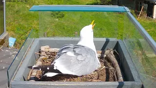 240516 seagulls, warm days