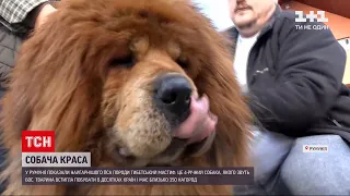 Новини світу: у Румунії показали найгарнішого пса породи тибетський мастиф