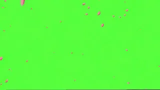 Rose petals falling green screen