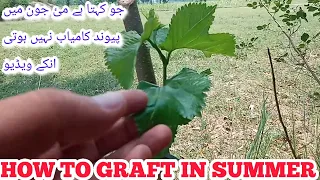 How To GRAFT In Hot Whether /How To GRAFT MULBERRY In Summer