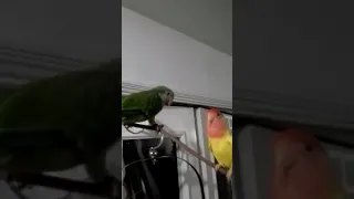 Lovebird Mating Dance