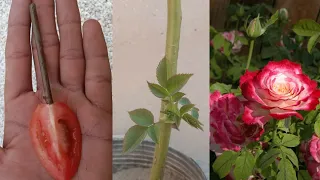 Rose propagation in tomato from cutting | surprise by the result | with 100% success