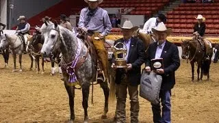 2013 Zoetis AQHA Amateur Versatility Ranch Horse World Champion