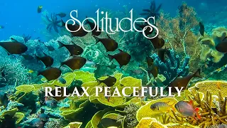 Dan Gibson’s Solitudes - Sweet Musings | Relax Peacefully