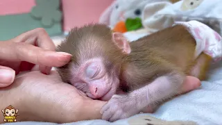 Baby monkey has a new bed makes she sleeps very well