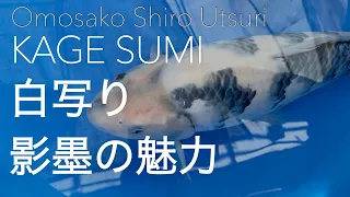[Omosako Shiro Utsuri with kage-sumi 面迫白写り　影墨の魅力] Doki Doki Koi episode 2 tategoi Shiro Utsuri