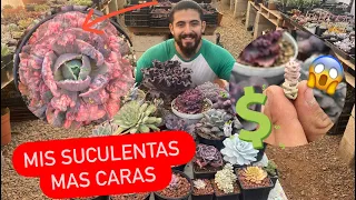 TOUR Mi colección de suculentas más COSTOSAS / EXÓTICAS