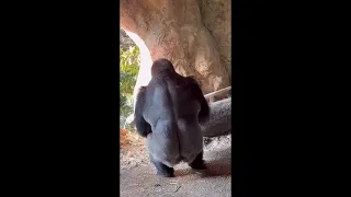 Strength of a Silverback Gorilla