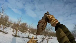 Охота на куропатку в Ставропольском крае с курцхааром и двустволкой! Сборник охот 2022-2023