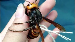Wasp yellow jacket sting how to stop the pain