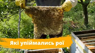 Пересадка упійманих роїв🐝🍯