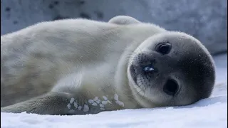 Facts: The Weddell Seal