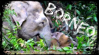 BIODIVERSITY: The Death of Wild Borneo (Mini Documentary)