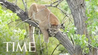 A Runner Fought Off And Killed A Mountain Lion During An Attack | TIME