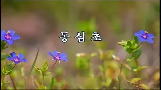 동심초(同心草) -설도 시, 김억 역, 김성태 곡 -송광선 노래 -한국가곡100선
