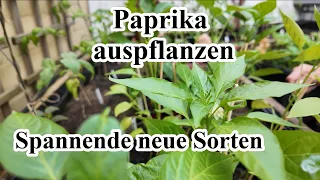 Neue Paprikasorten | Paprikatipps | Paprika pflanzen