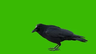 🎃 Black Halloween Green Screen Crow 4K