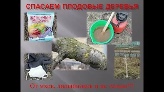 Опрыскивание сада железным купоросом ранней весной. Польза железного купороса.