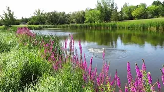 MASSIVE CARP Jumping Out Of The Water!