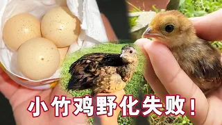 Failed animal release, little bamboo chicken wild too weak