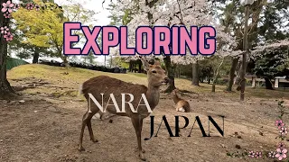 Sakura Season in Nara, Japan! Lots of Deer, Lots of Cherry Blossoms, Lots of Tourists! [4k]